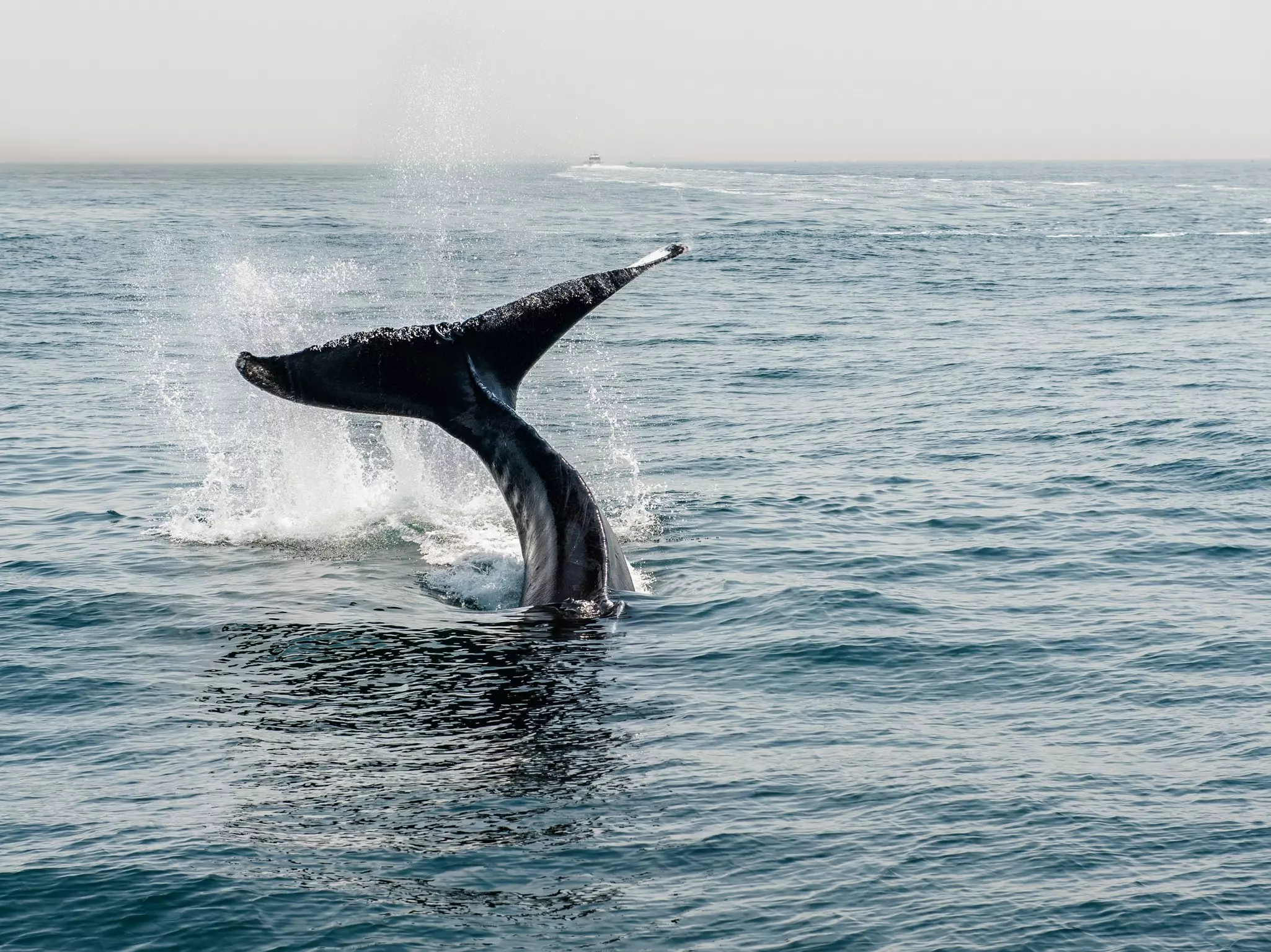 Humpback whale in the waters outside Provincetown, MA and Cape Cod. Cape Cod is a popular travel destination in Massachusetts.