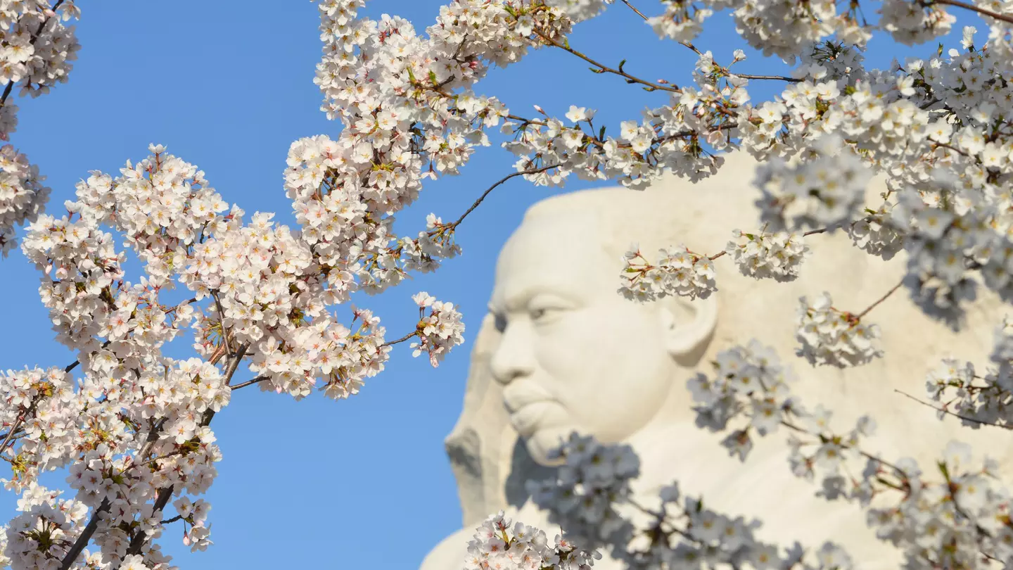 The sights of Washington, DC, are at their most beautiful during the National Cherry Blossom Festival every March © Orhan Cam / Shutterstock