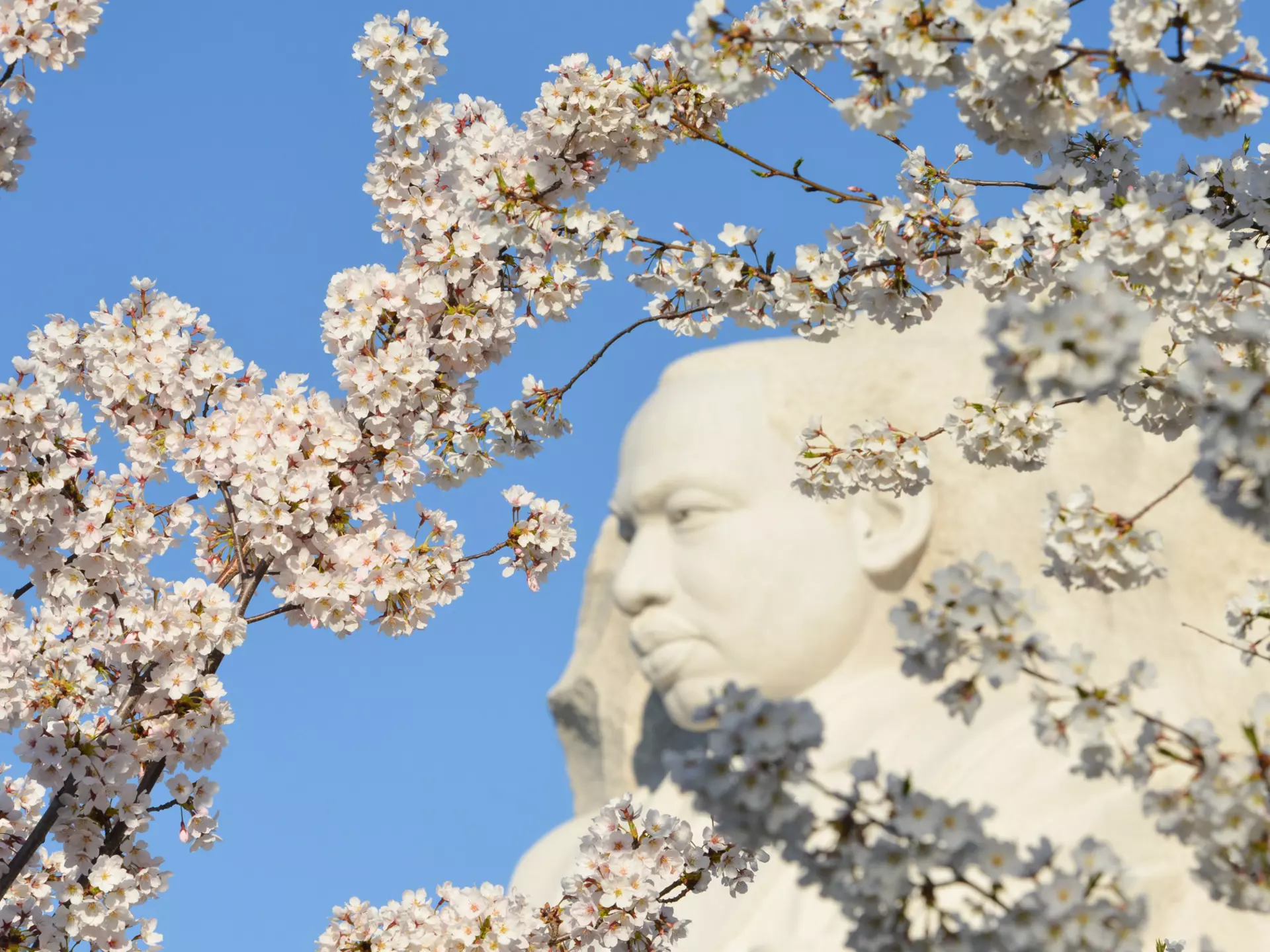 The sights of Washington, DC, are at their most beautiful during the National Cherry Blossom Festival every March © Orhan Cam / Shutterstock