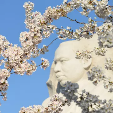 The sights of Washington, DC, are at their most beautiful during the National Cherry Blossom Festival every March © Orhan Cam / Shutterstock