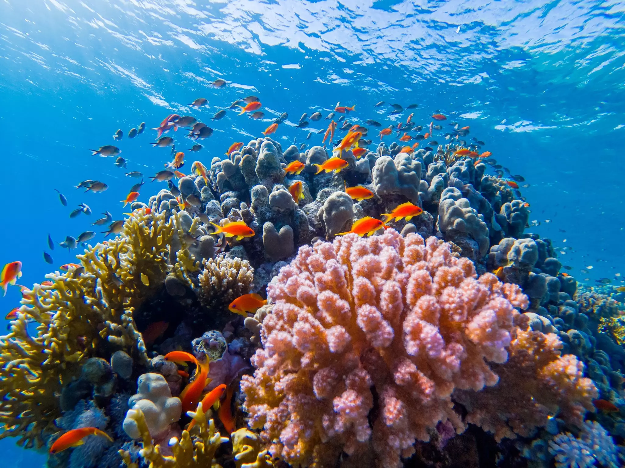 Small fish surround colorful corals in the Red Sea, Egypt.