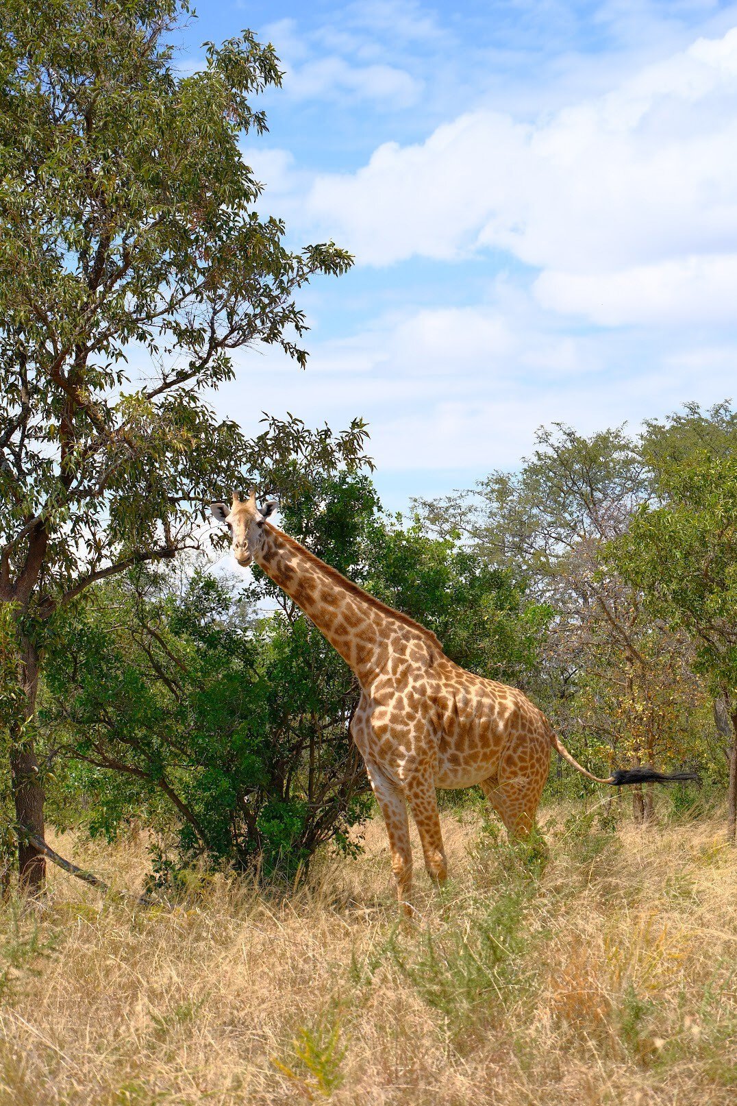 Giraffe, akagera national park, rwanda
