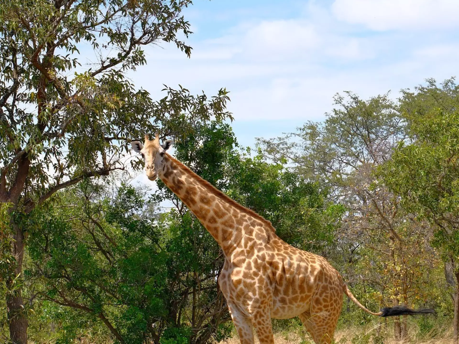 Giraffe, akagera national park, rwanda