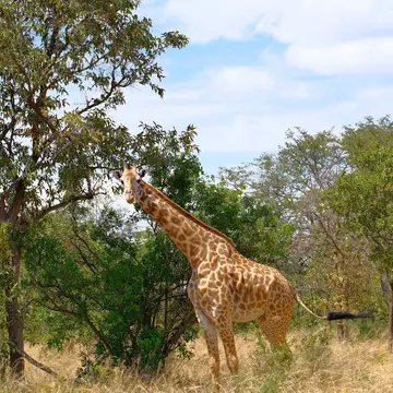 Giraffe, akagera national park, rwanda
