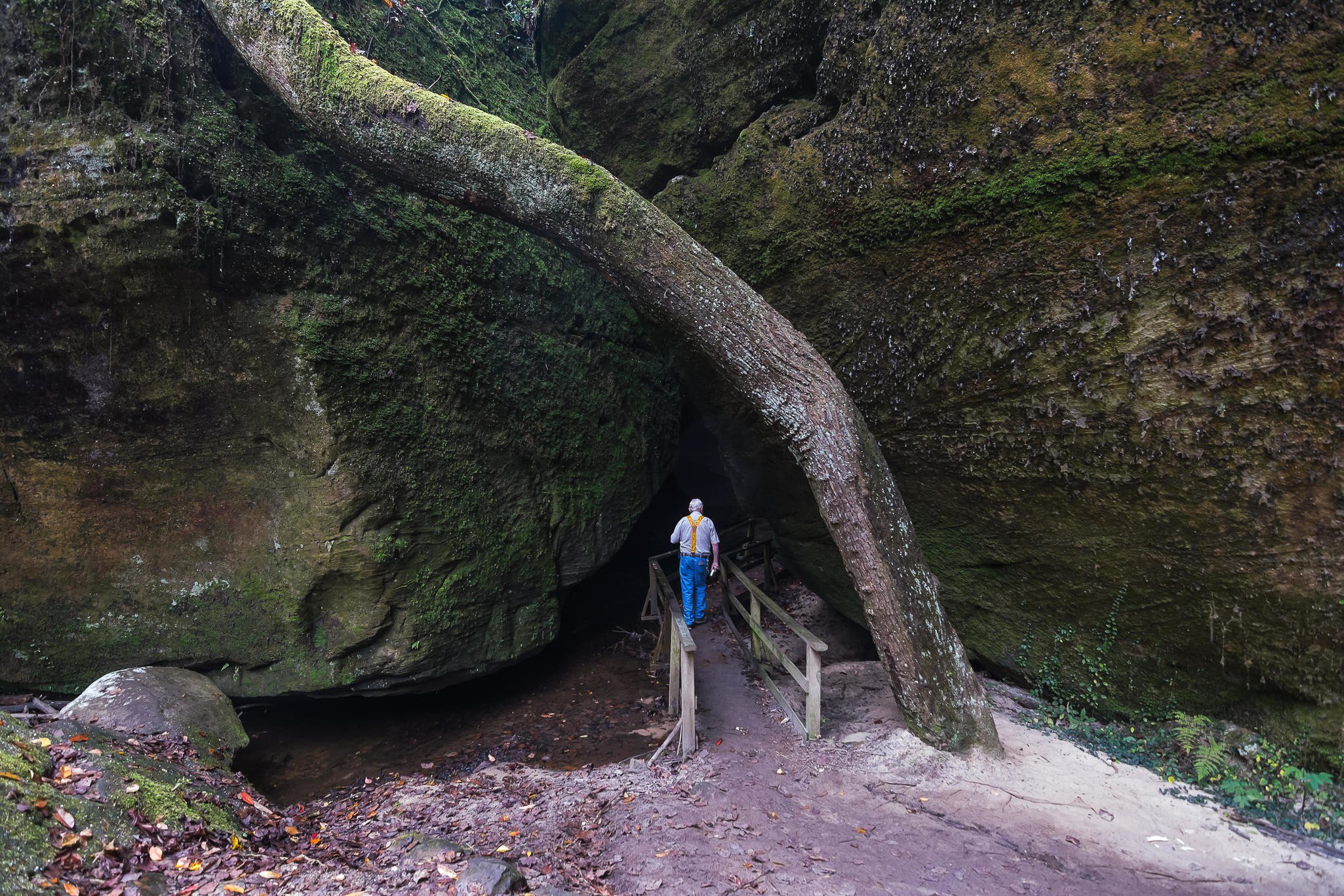 A man hiking at Dismals Canyon in Franklin County, Alabama.
M5RD2F
hiking, leisure, peaceful, rock, trail, tranquil, formations, outdoors, nature, walking, enjoying nature, one person, man