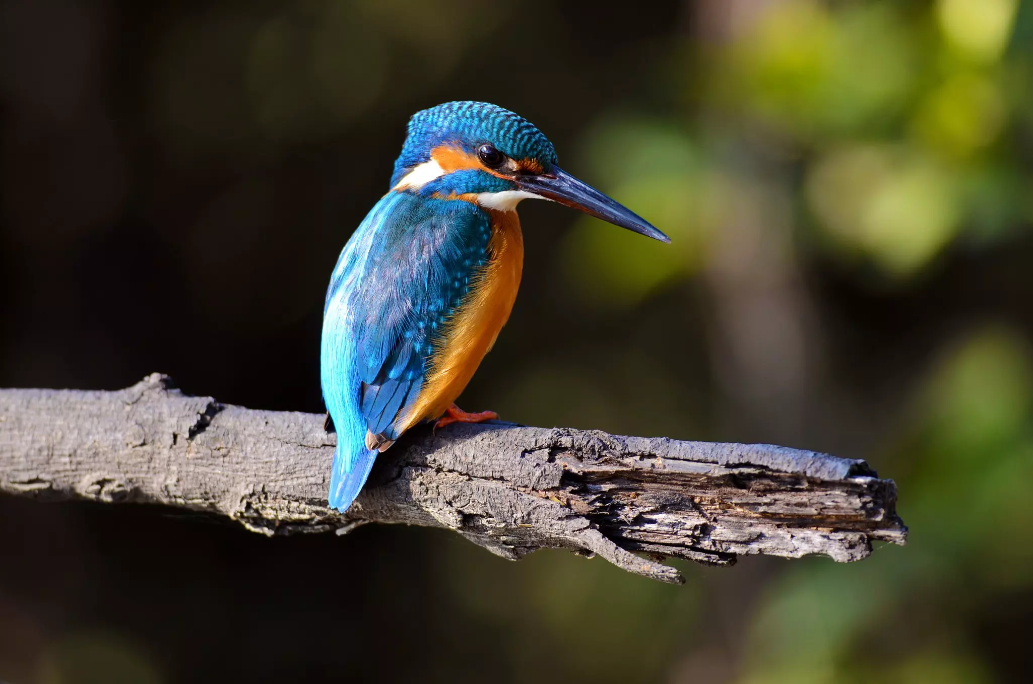 Common Kingfisher (Alcedo atthis)
