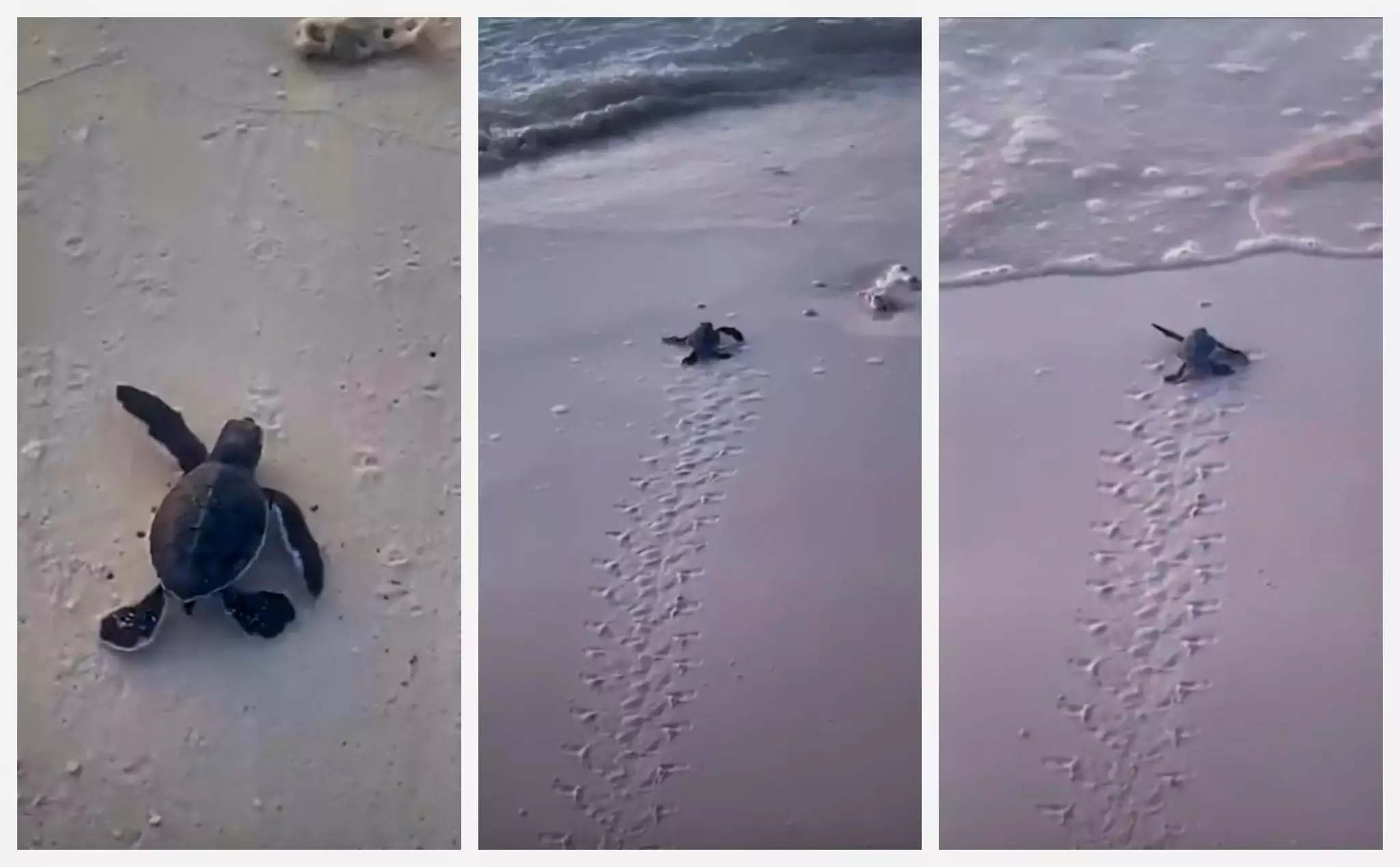 Tiny green sea turtles make their way to the sea © Sasha Brady / Lonely Planet