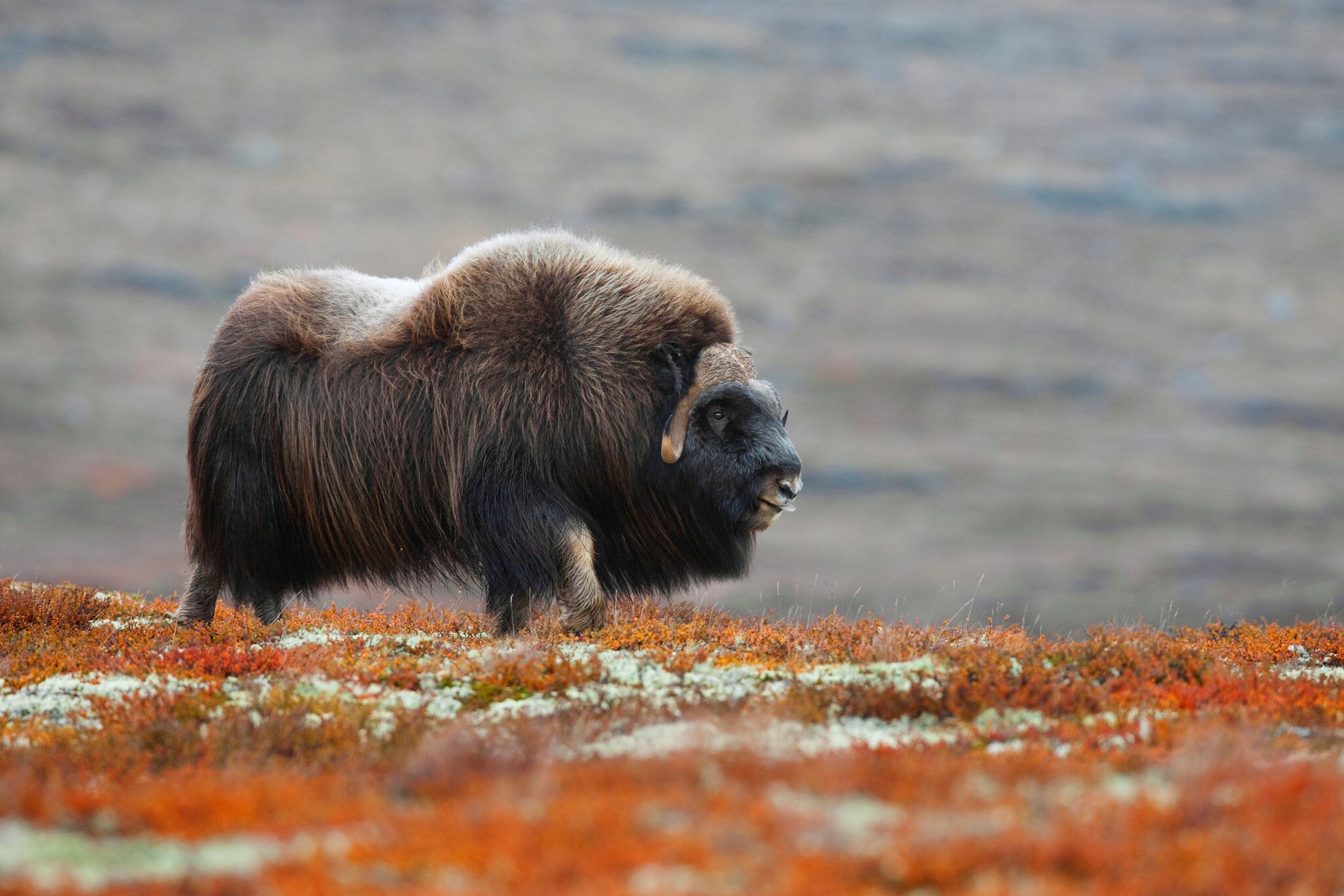 Muskox (Ovibos moschatus), Dovrefjell Sunndalsfjella National Park, Norway