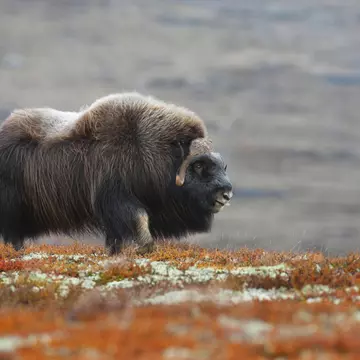 Muskox (Ovibos moschatus), Dovrefjell Sunndalsfjella National Park, Norway