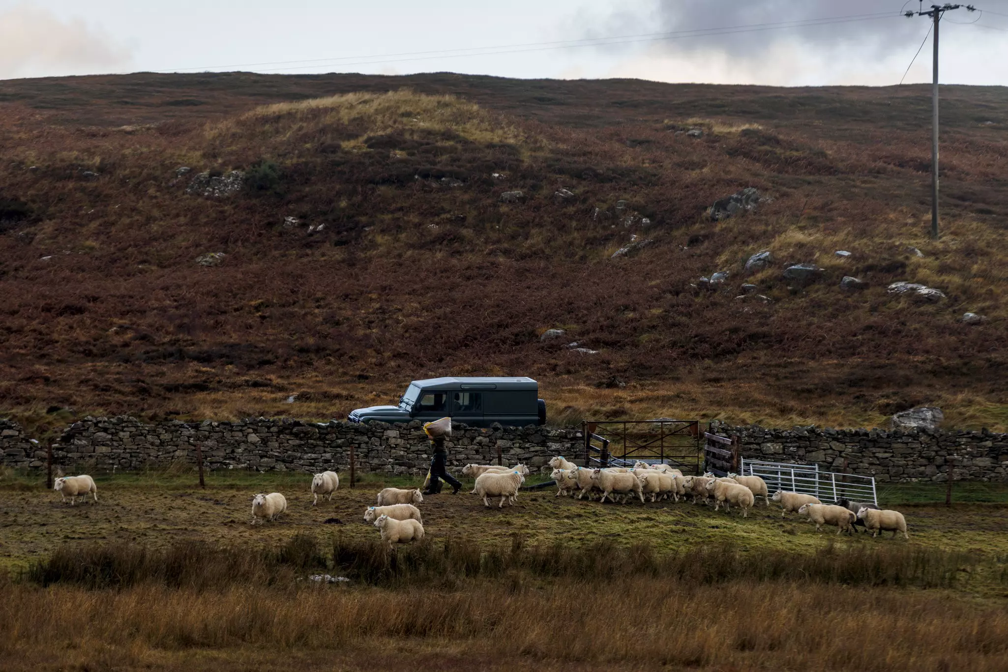 A farmer feeds his sheep near the town of Talmine with a van in the background