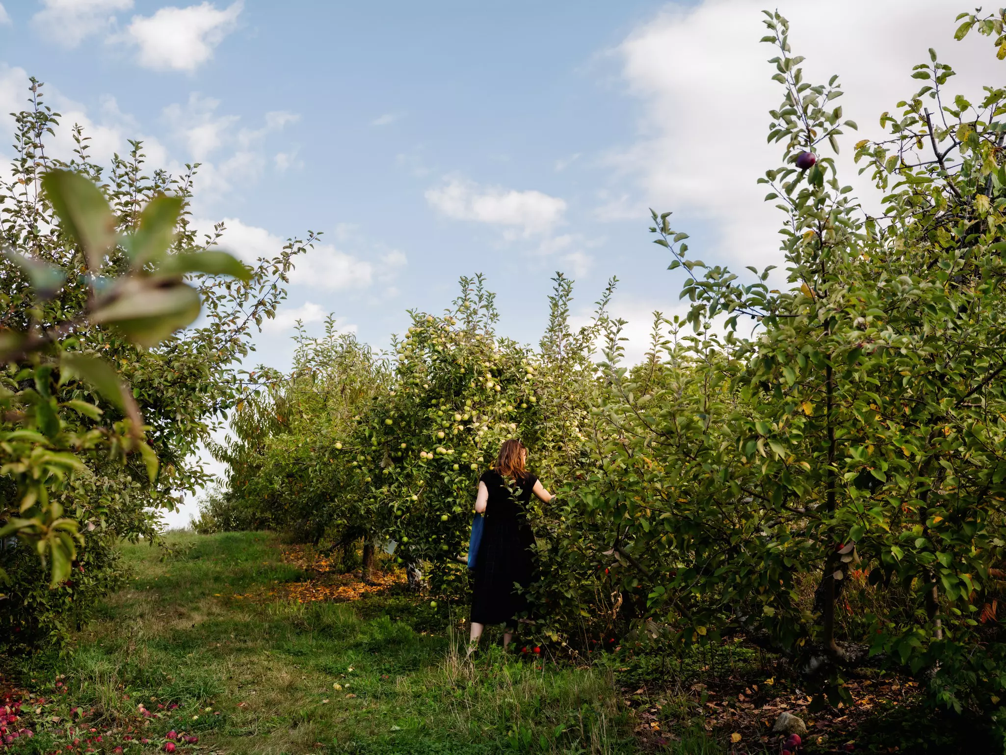Apple picking at School House Farm in Warren.