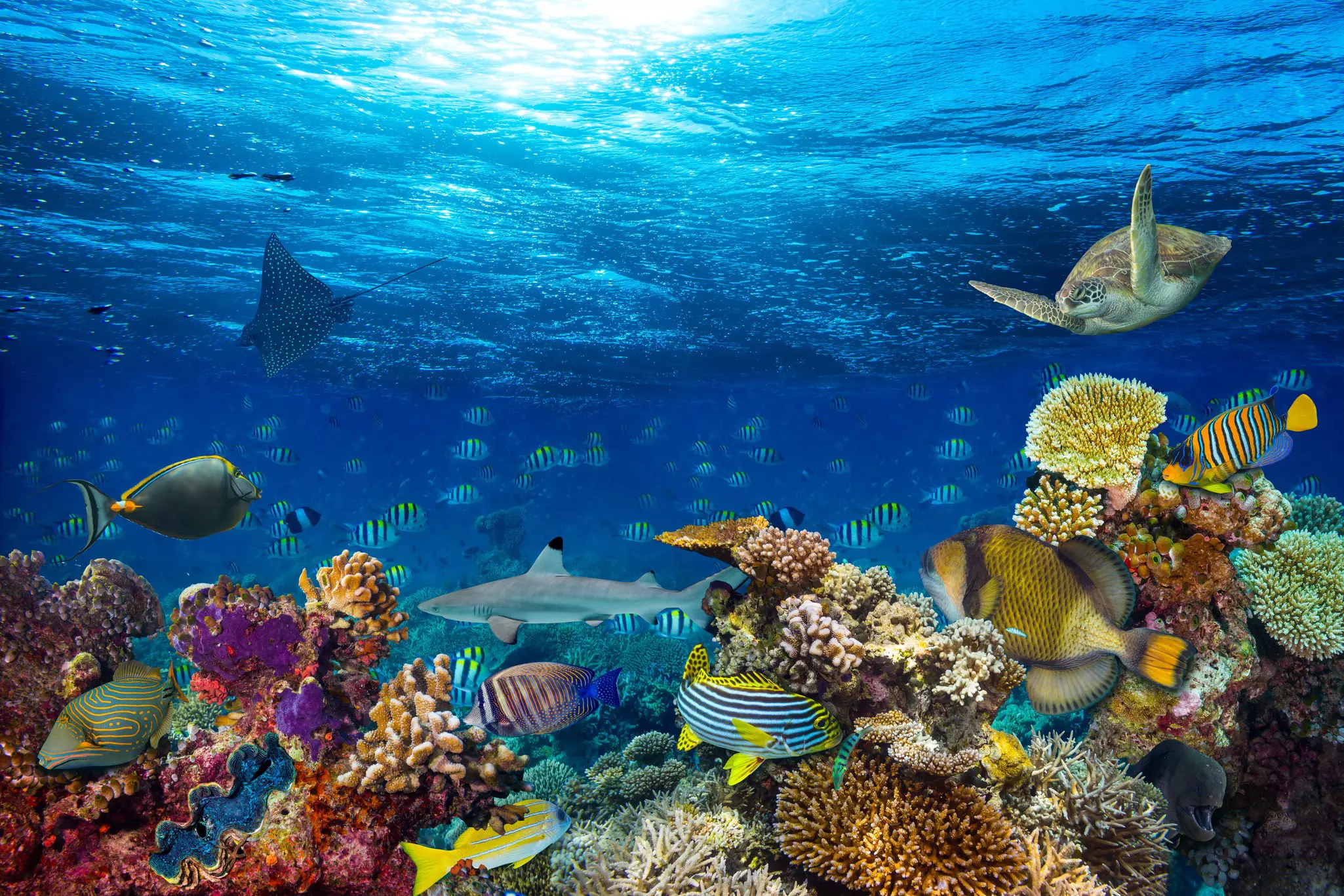 underwater coral reef landscape