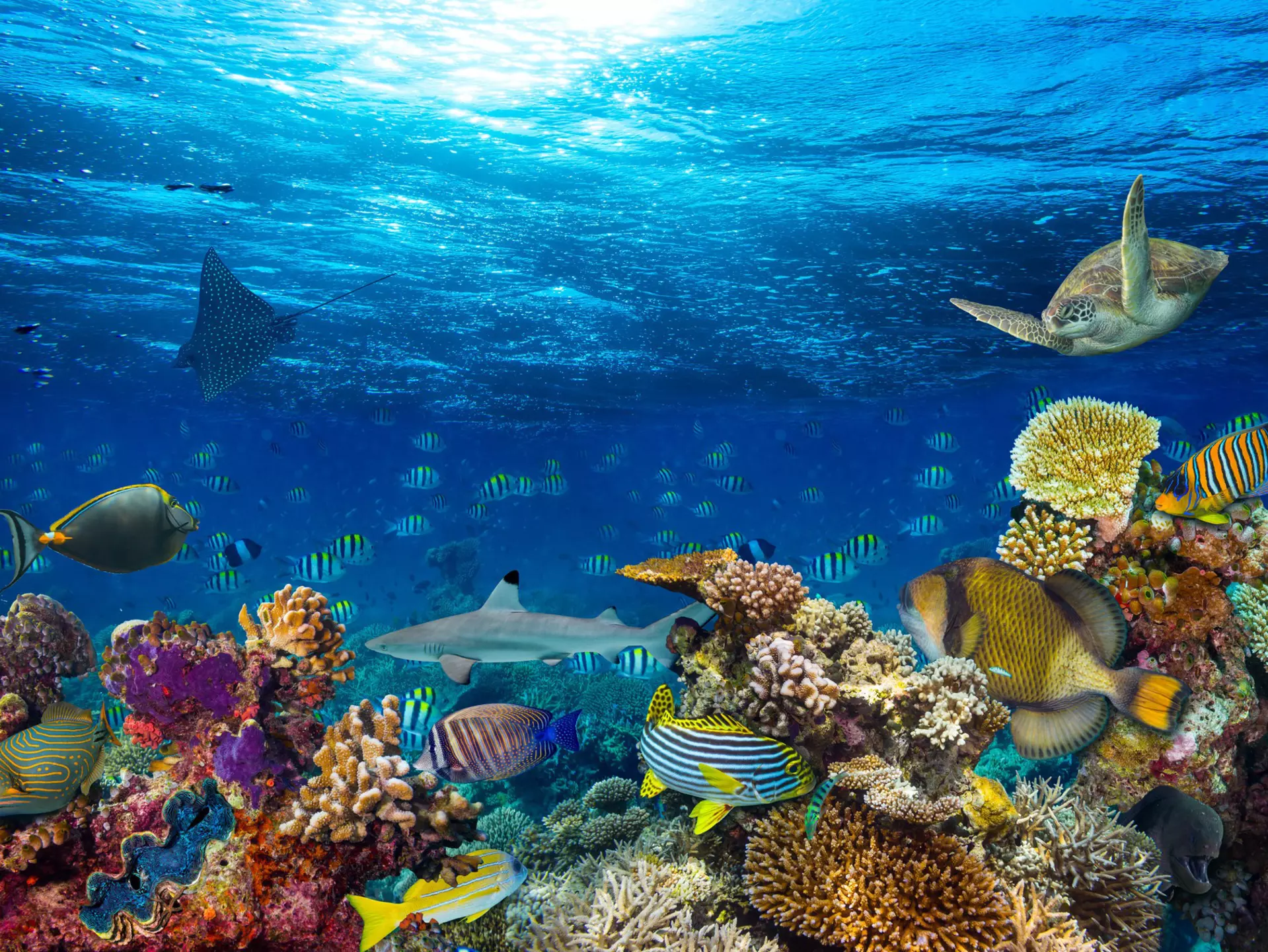 Underwater coral reef landscape in Maldives © Grafner/Getty Images
