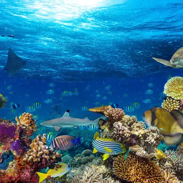 Underwater coral reef landscape in Maldives © Grafner/Getty Images