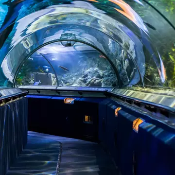View down a transparent tunnel at Sea Life Kelly Tarlton’s Aquarium in Auckland, New Zealand.