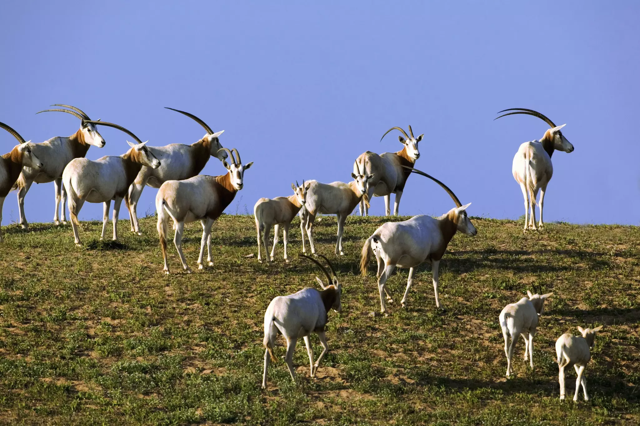 Scimitar oryx in Souss-Massa National Park