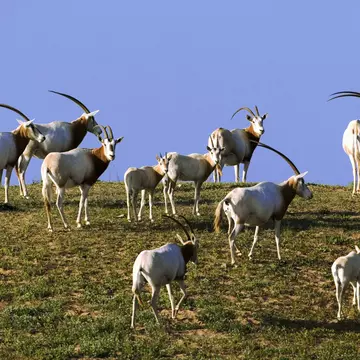 Scimitar oryx in Souss-Massa National Park