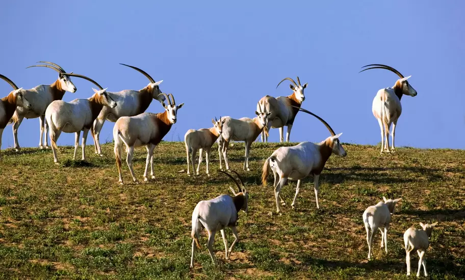 Scimitar oryx in Souss-Massa National Park