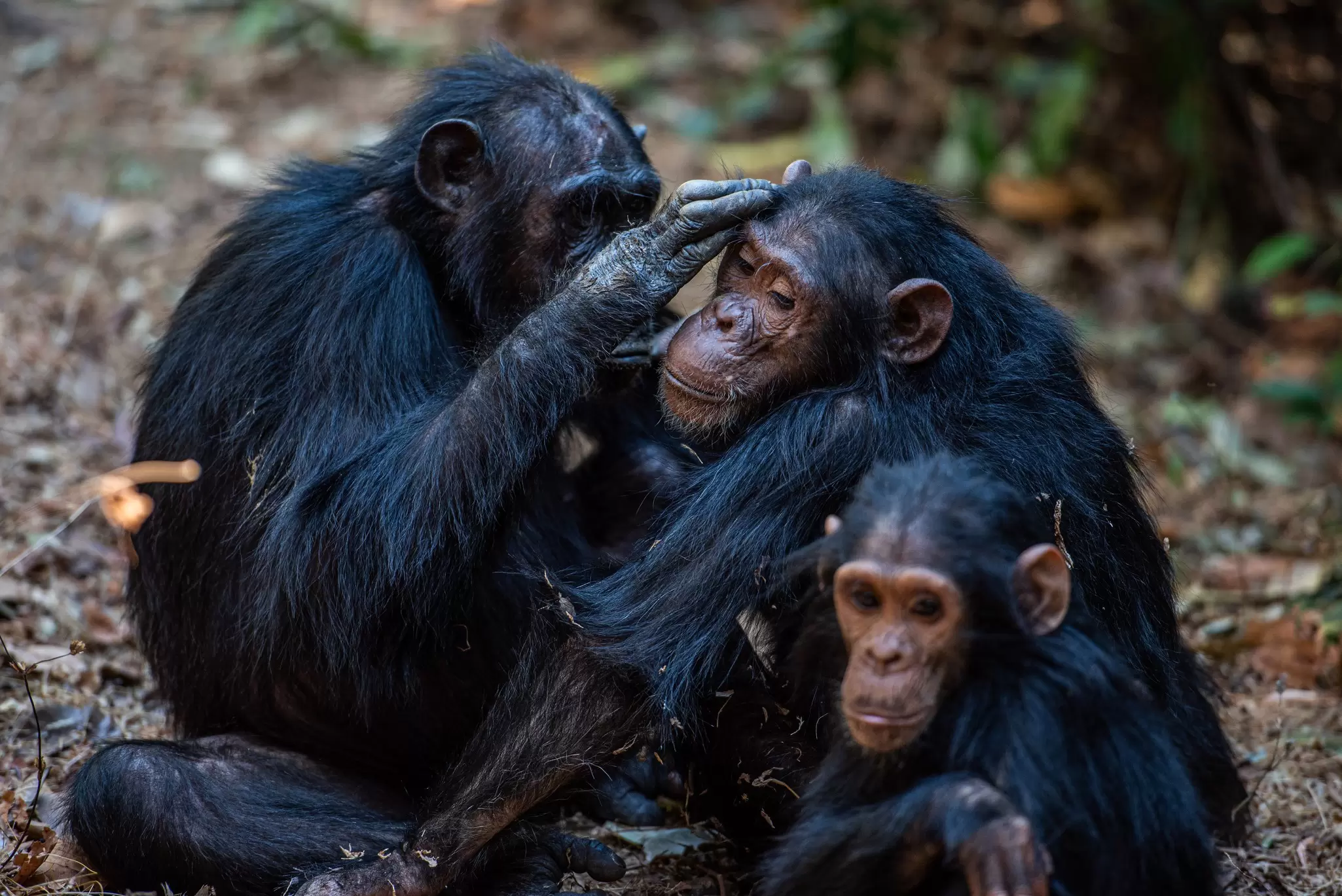 A family of three chimpanzees groom one another, Gombe National Park, Tanzania