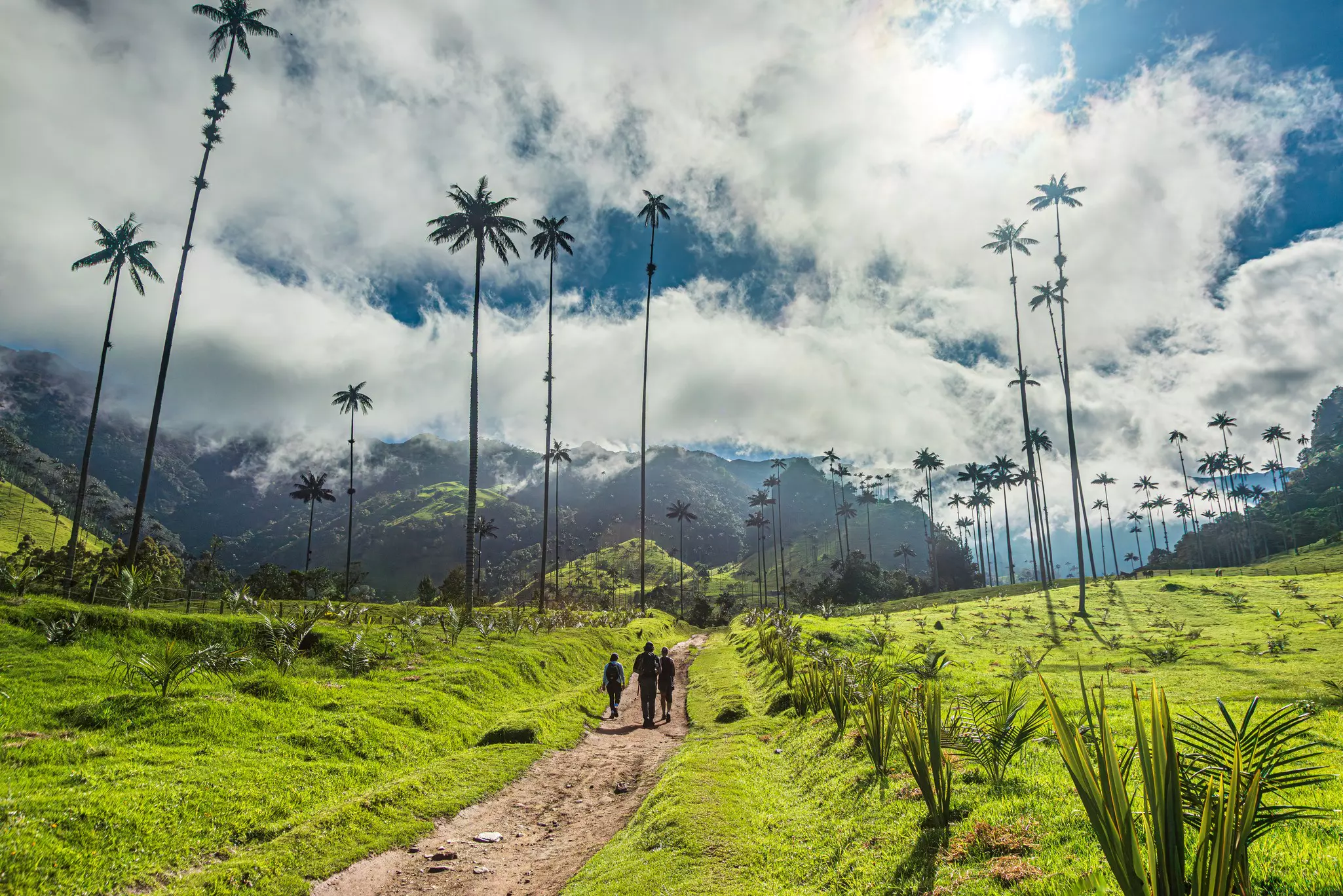 Beautiful landscape in Cocora Valley, the wax palm Park in Colombia