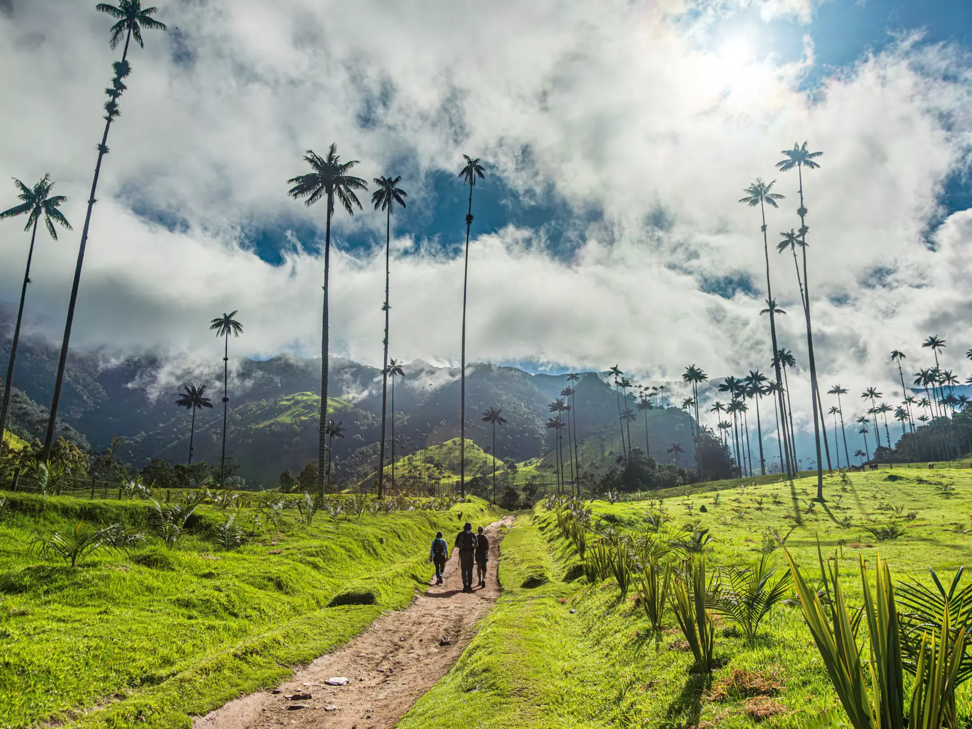 Three hikers follow a dirt path through a green landscape with incredibly tall palm trees and low cloud over rolling hills.