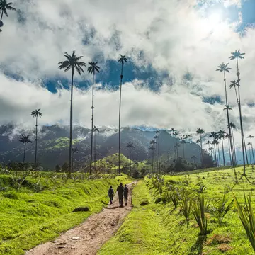 Three hikers follow a dirt path through a green landscape with incredibly tall palm trees and low cloud over rolling hills.