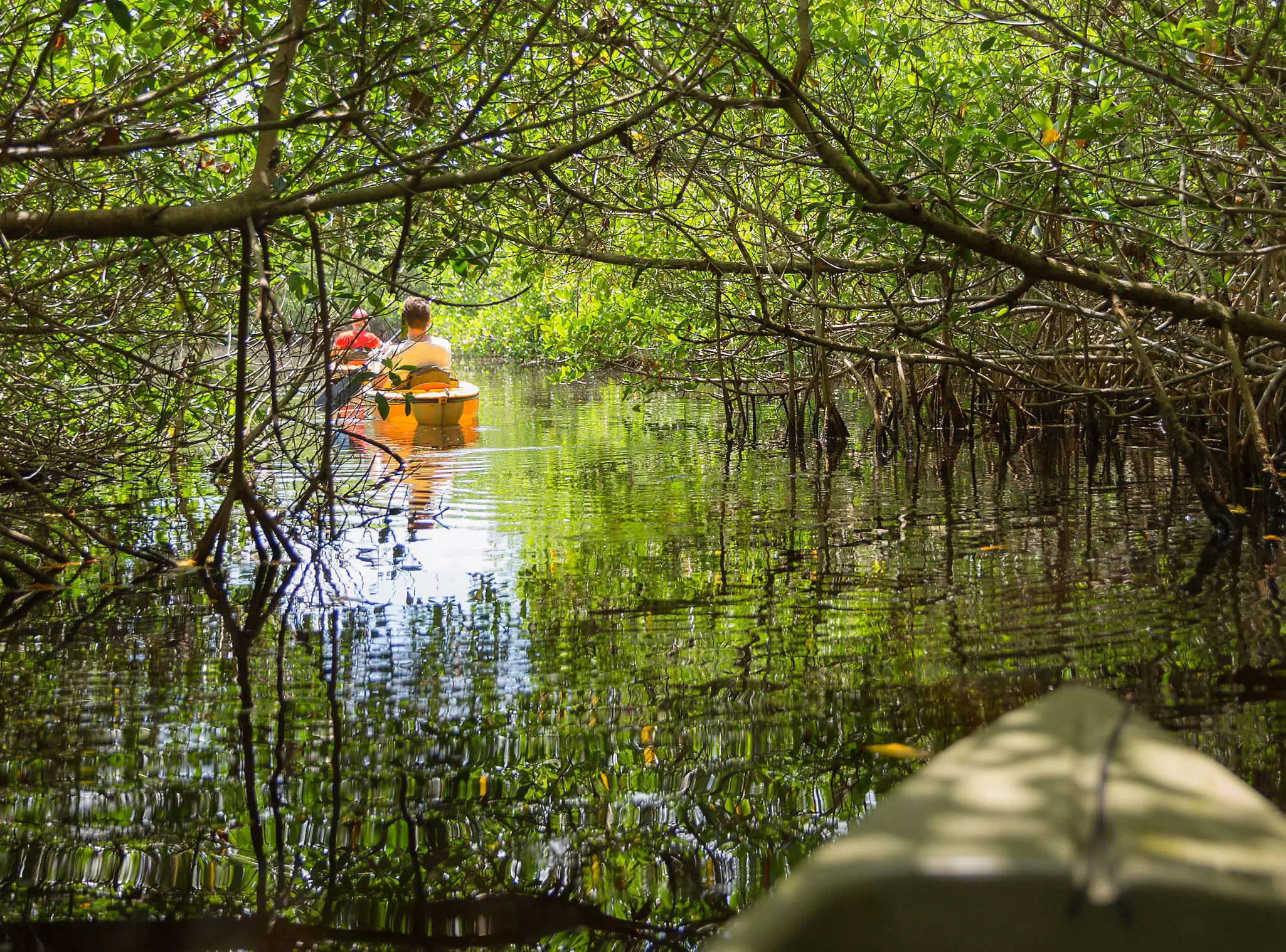If paddling through mangroves is on your agenda, it's best to visit in the Everglades' wet season © mariakraynova / Shutterstock