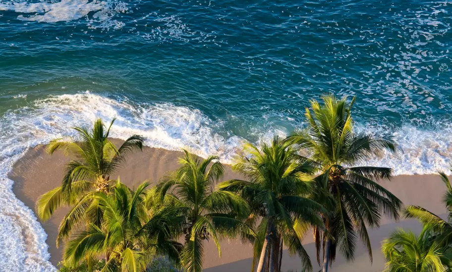 Aerial view of coconut palms along a sandy beach as foamy waves roll onto the shore.