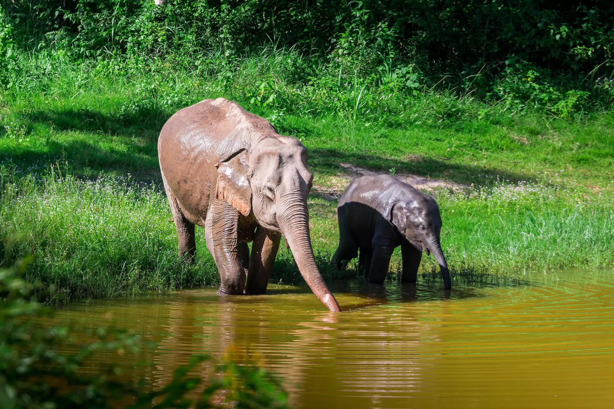 A family of wild elephants drinking water in Kuiburi National Park, Thailand.