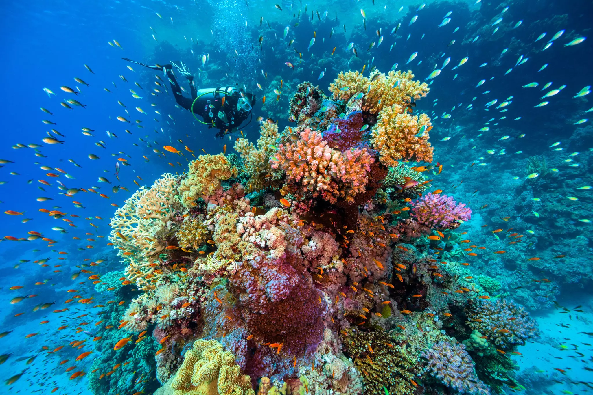 A diver swims past a large coral reef teeming with small fishes.