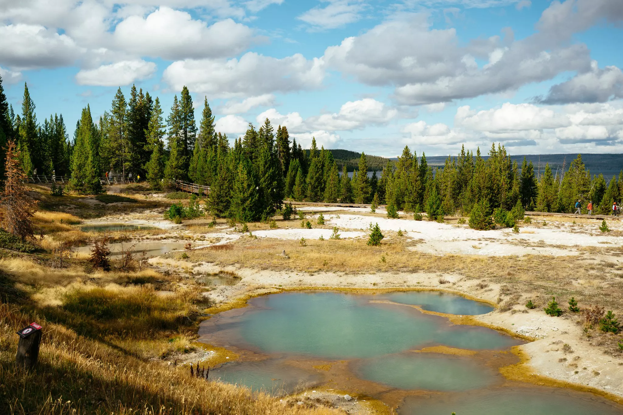 Pine trees rise over the hot springs at West Thumb Geyser Basin in Yellowstone National Park, Wyoming, USA.