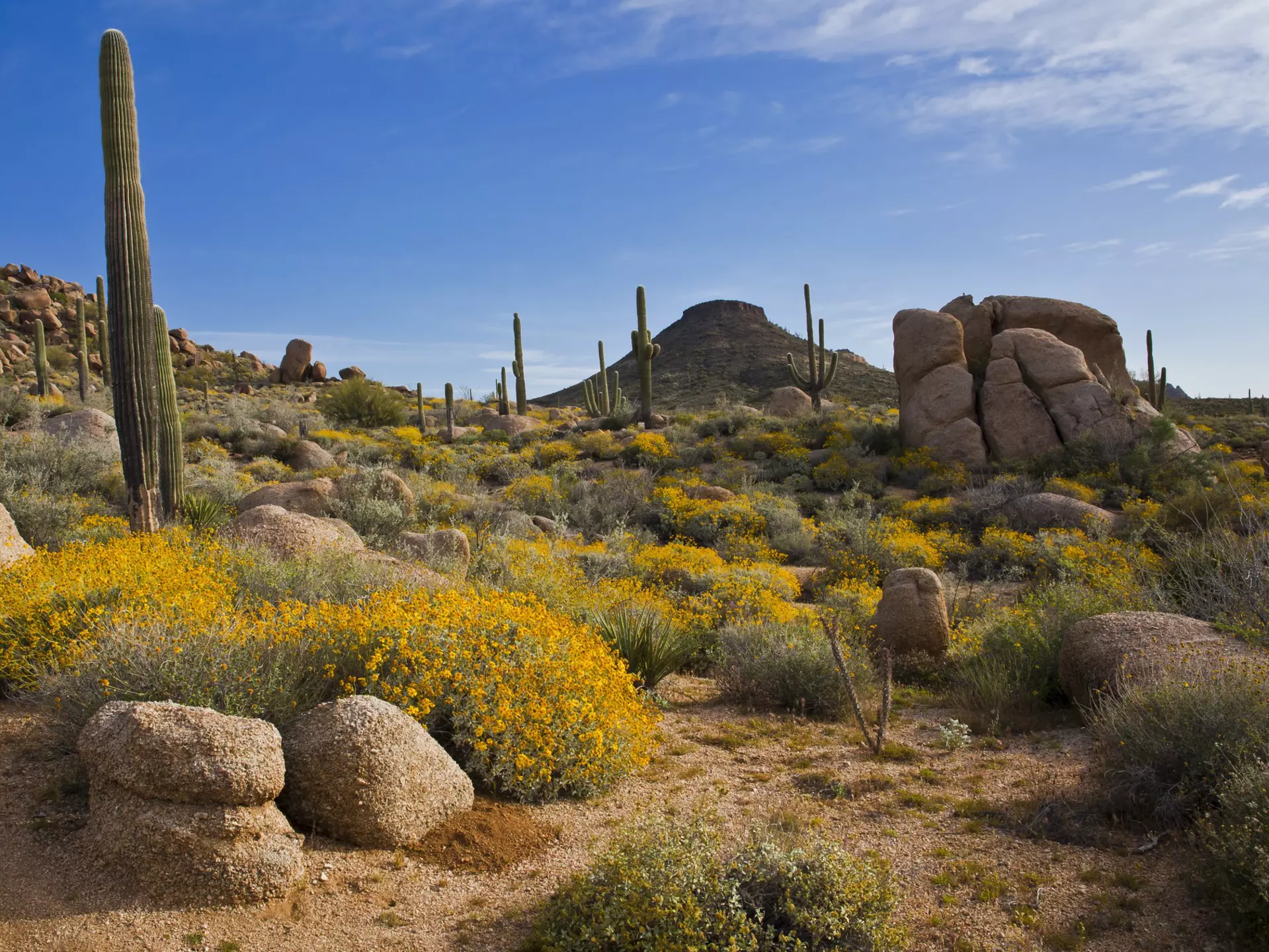 Flowers, saguaros and boulders in the desert around Scottsdale, Arizona.