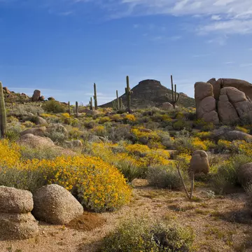 Flowers, saguaros and boulders in the desert around Scottsdale, Arizona.