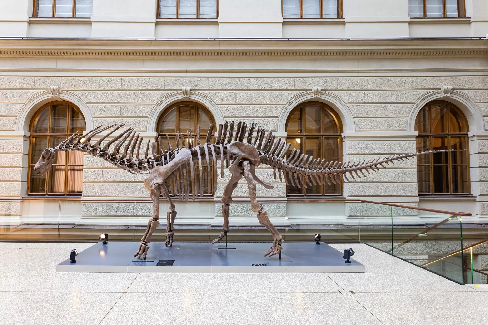 View of an Amargasaurus dinosaur skeleton at the National Museum of Prague, Czechia.