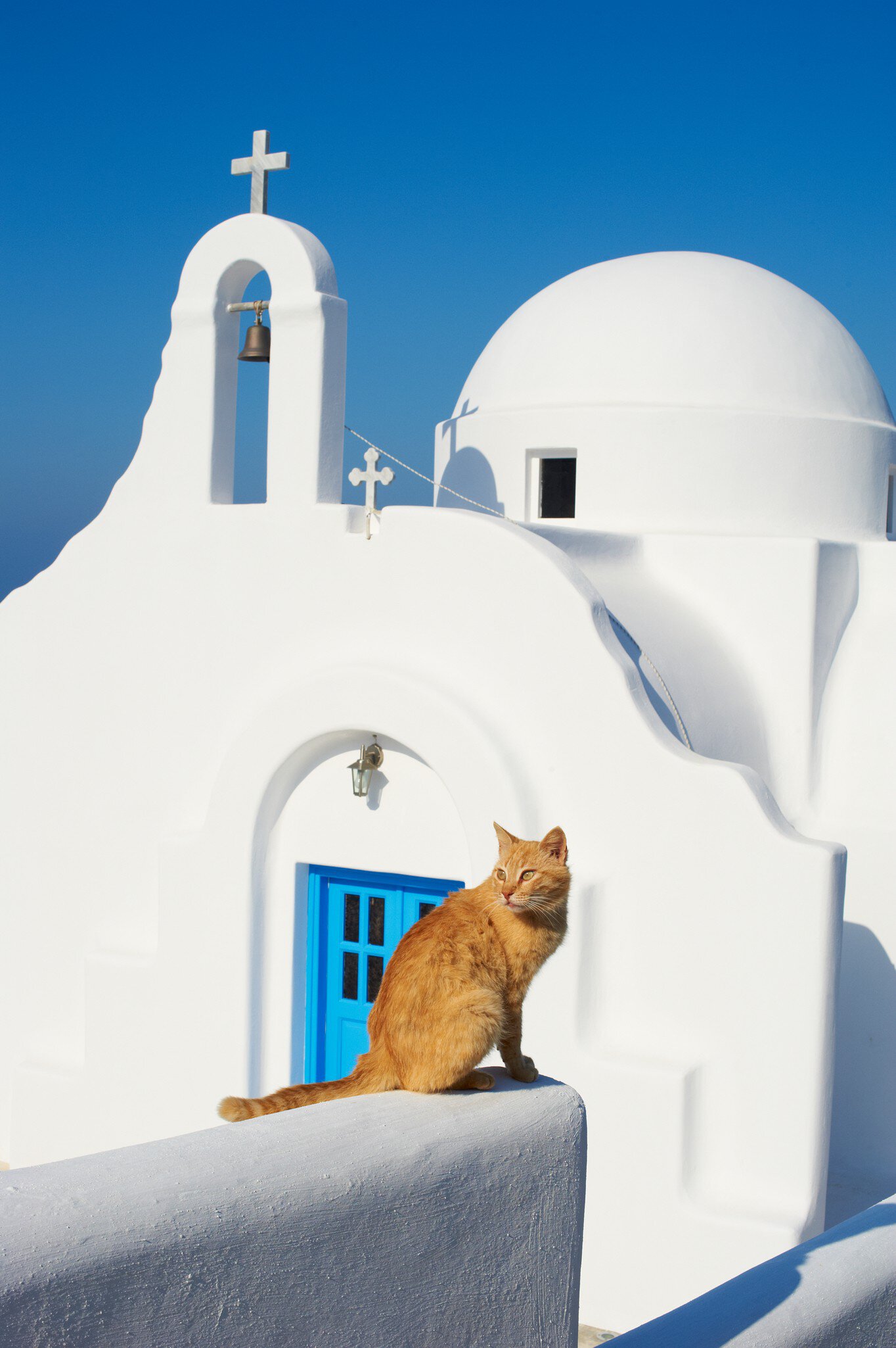 Greece, Cyclades, Mykonos, cat at Agios Sostis