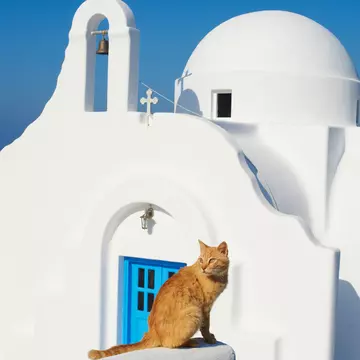 Greece, Cyclades, Mykonos, cat at Agios Sostis