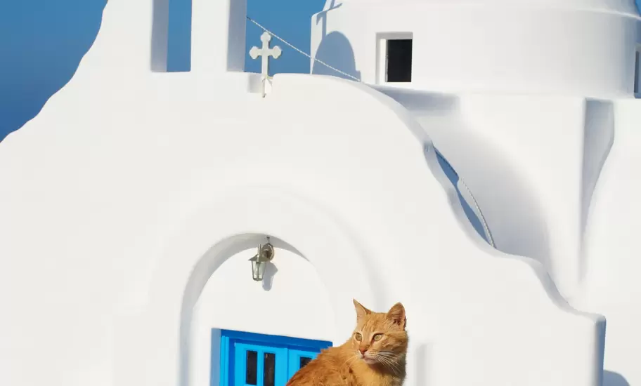 A cat at Agios Sostis on Mykonos, Greece