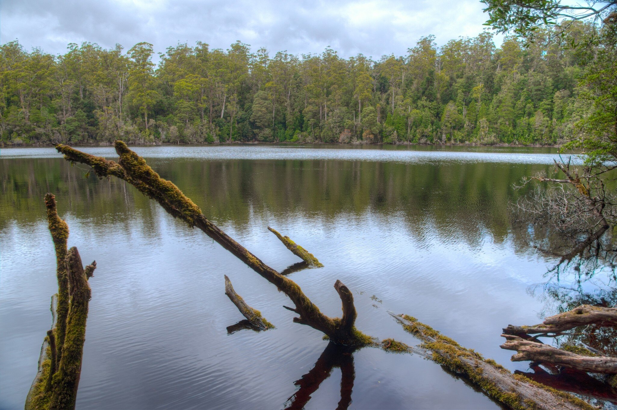 Lake Chisholm at Tarkine forest in Tasmania, Australia.