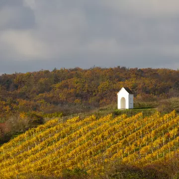 Autumn vineyard near Hnanice, Znojmo region, Southern Bohemia, Czech Republic