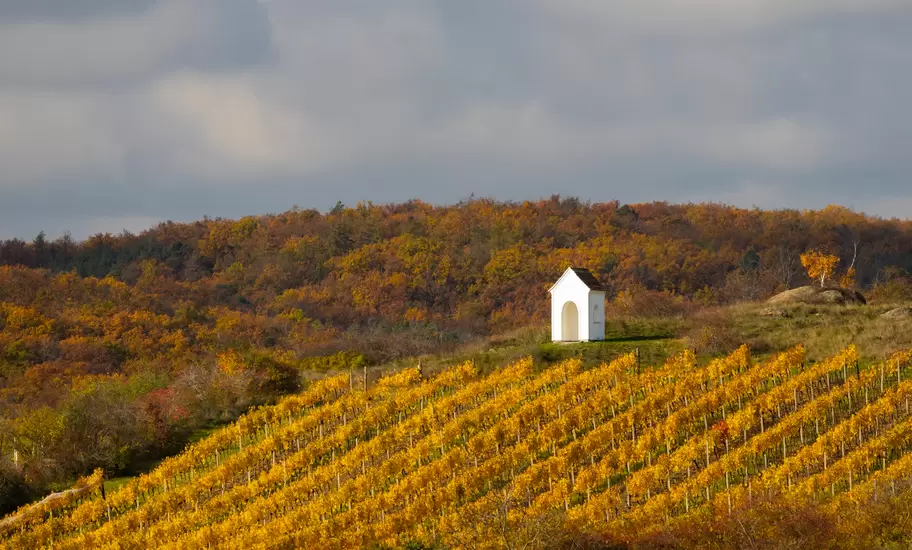 Rows of yellow autumn grapevines on a hillside below a small white chapel and wooded hills under grey clouds.