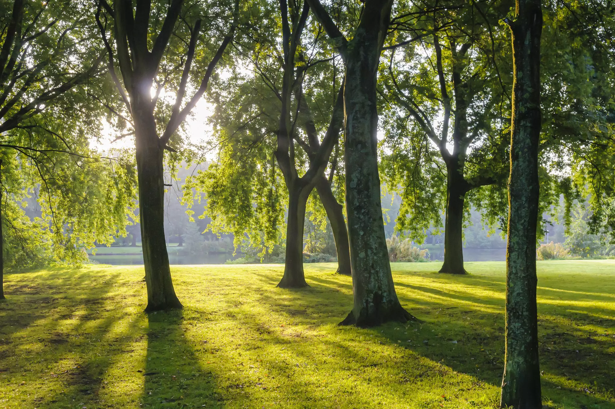 Sun shining through green trees in a large park
