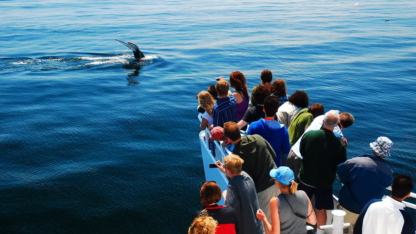 A group a whale watchers catches sight of a humpback whale descending into the depths off the coast of Cape Cod, Massachusetts