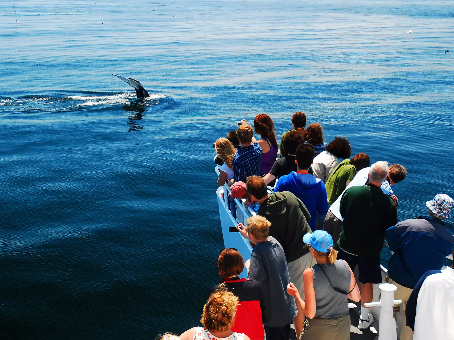 A group a whale watchers catches sight of a humpback whale descending into the depths off the coast of Cape Cod, Massachusetts