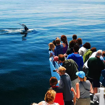 A group a whale watchers catches sight of a humpback whale descending into the depths off the coast of Cape Cod, Massachusetts