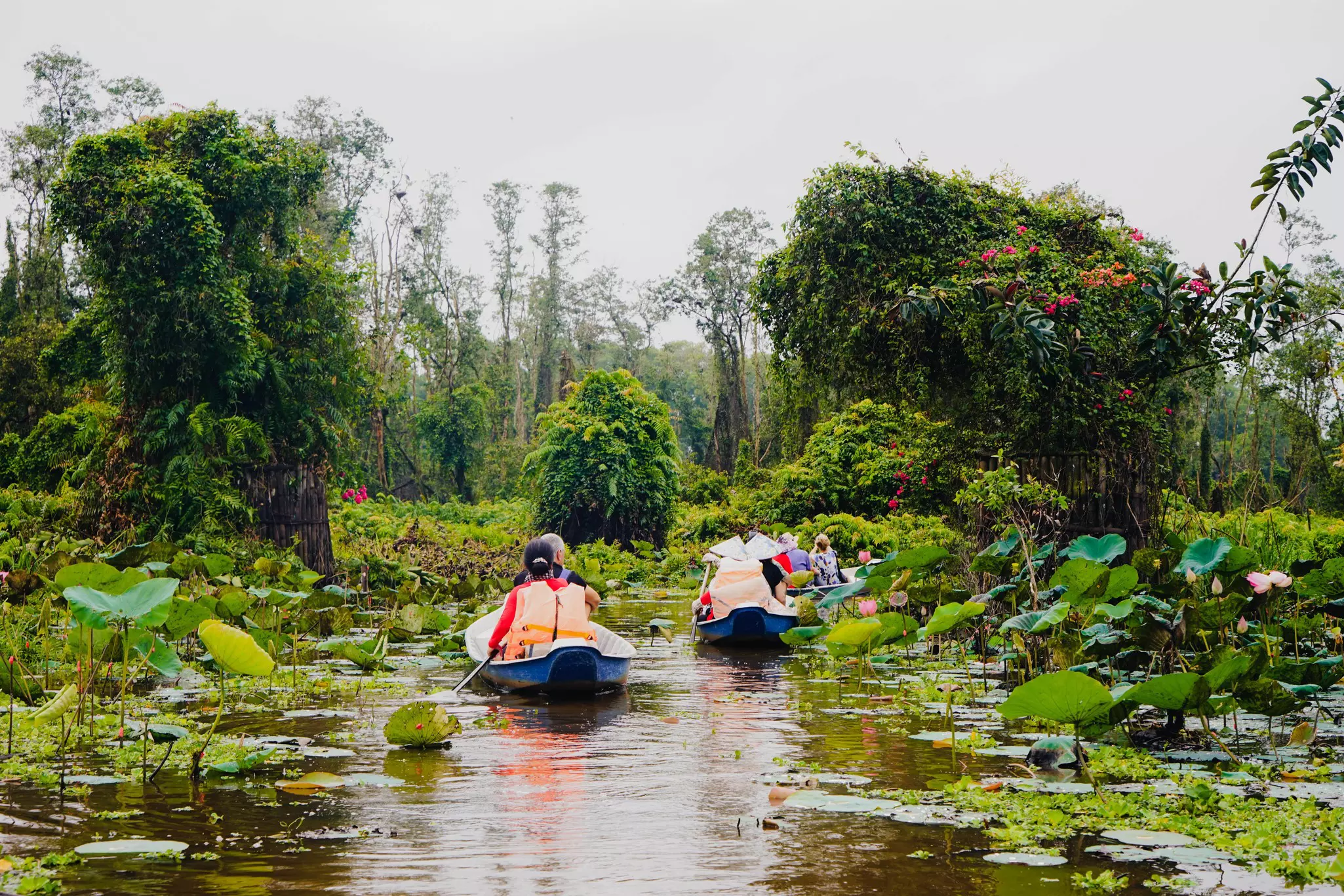 Small canoes paddle down a waterway covered in lily pads near a woodland.