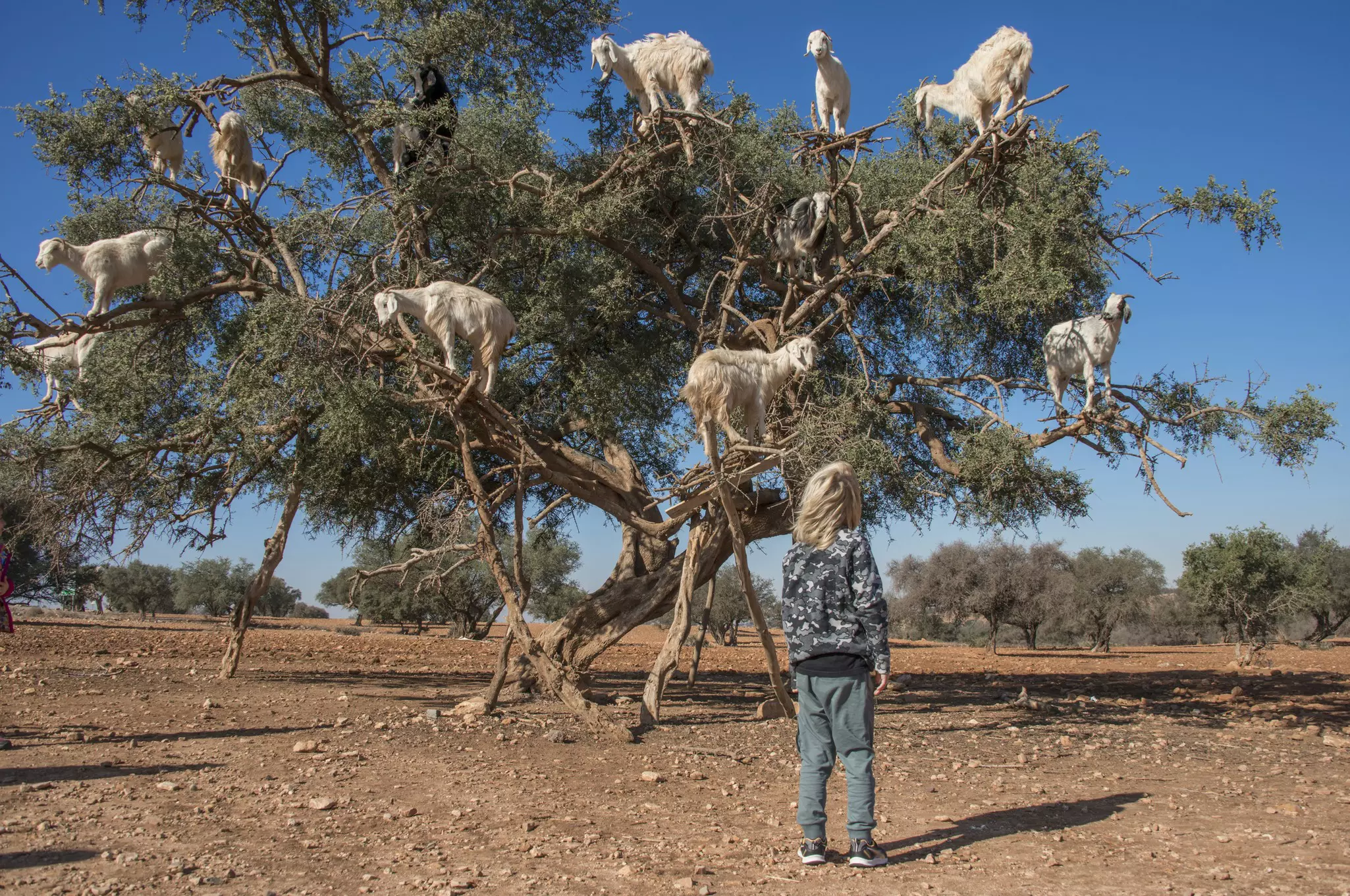 Morocco is full of wonders for kids – including tree climbing goats © Paul Biris / Getty Images