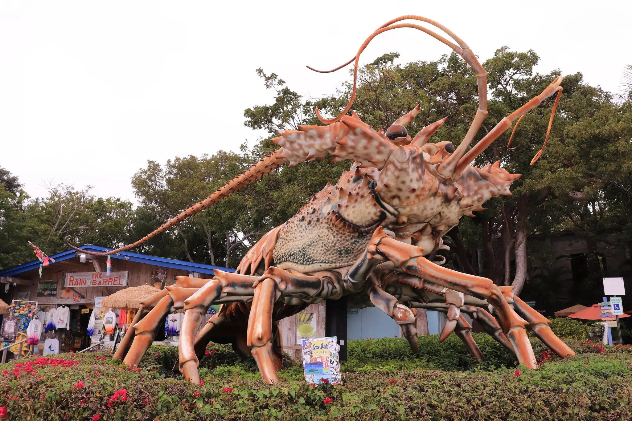 A large sculpture of a spiny lobster by the side of a highway in the Florida Keys.