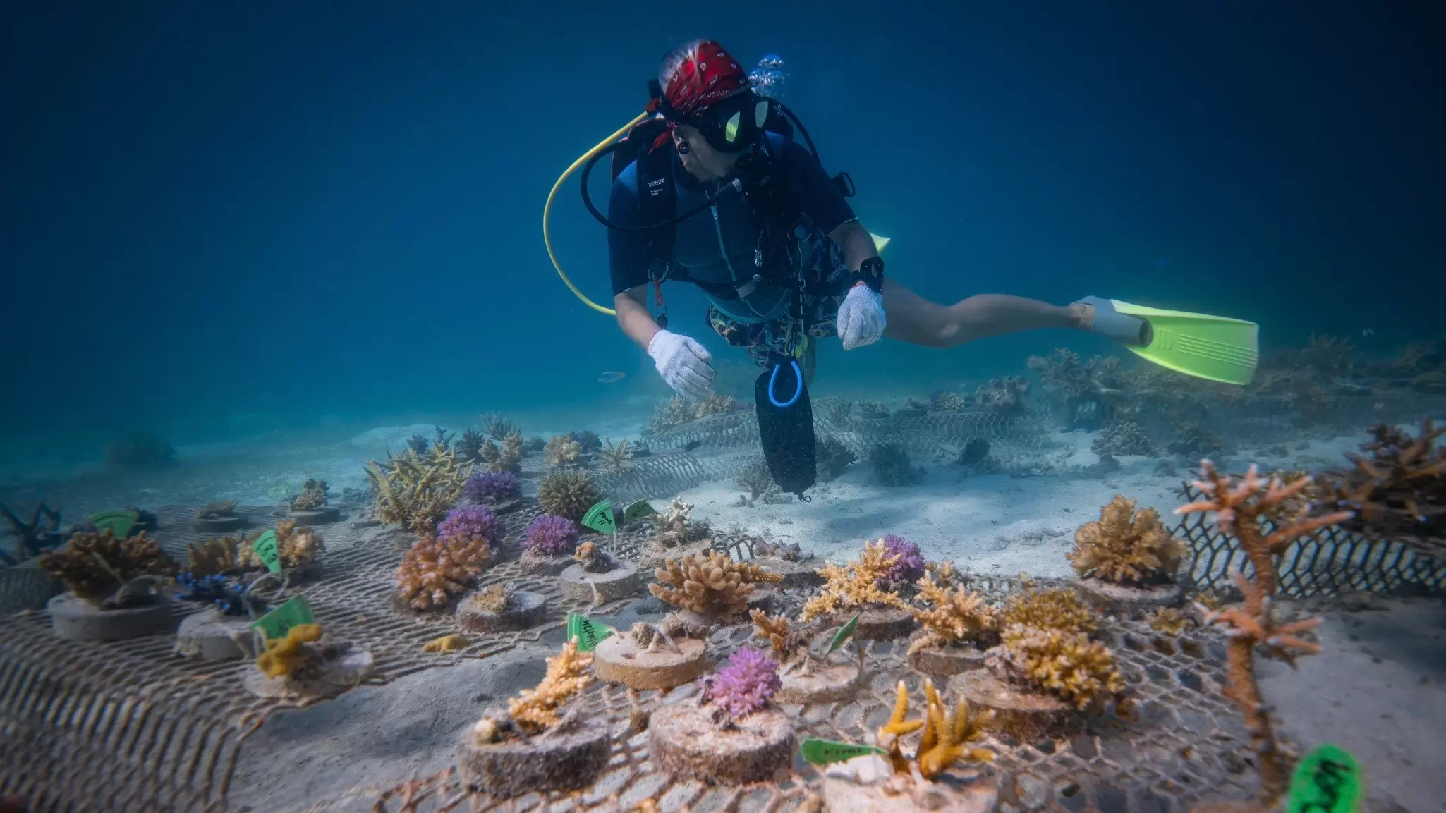 In Fiji, you can explore the reefs while helping protect them by transplanting coral. Mike Workman/Shutterstock