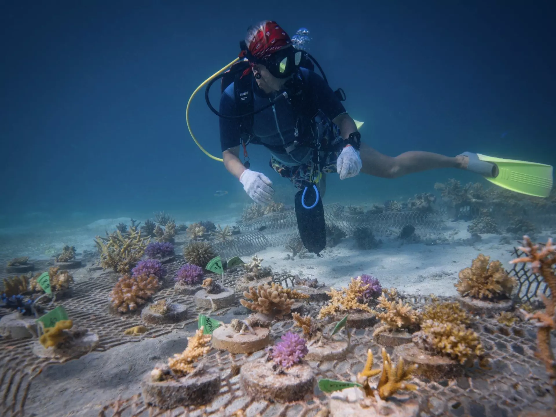 In Fiji, you can explore the reefs while helping protect them by transplanting coral. Mike Workman/Shutterstock