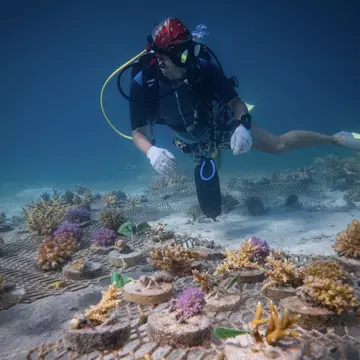 In Fiji, you can explore the reefs while helping protect them by transplanting coral. Mike Workman/Shutterstock